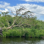 Baum in Worpswede